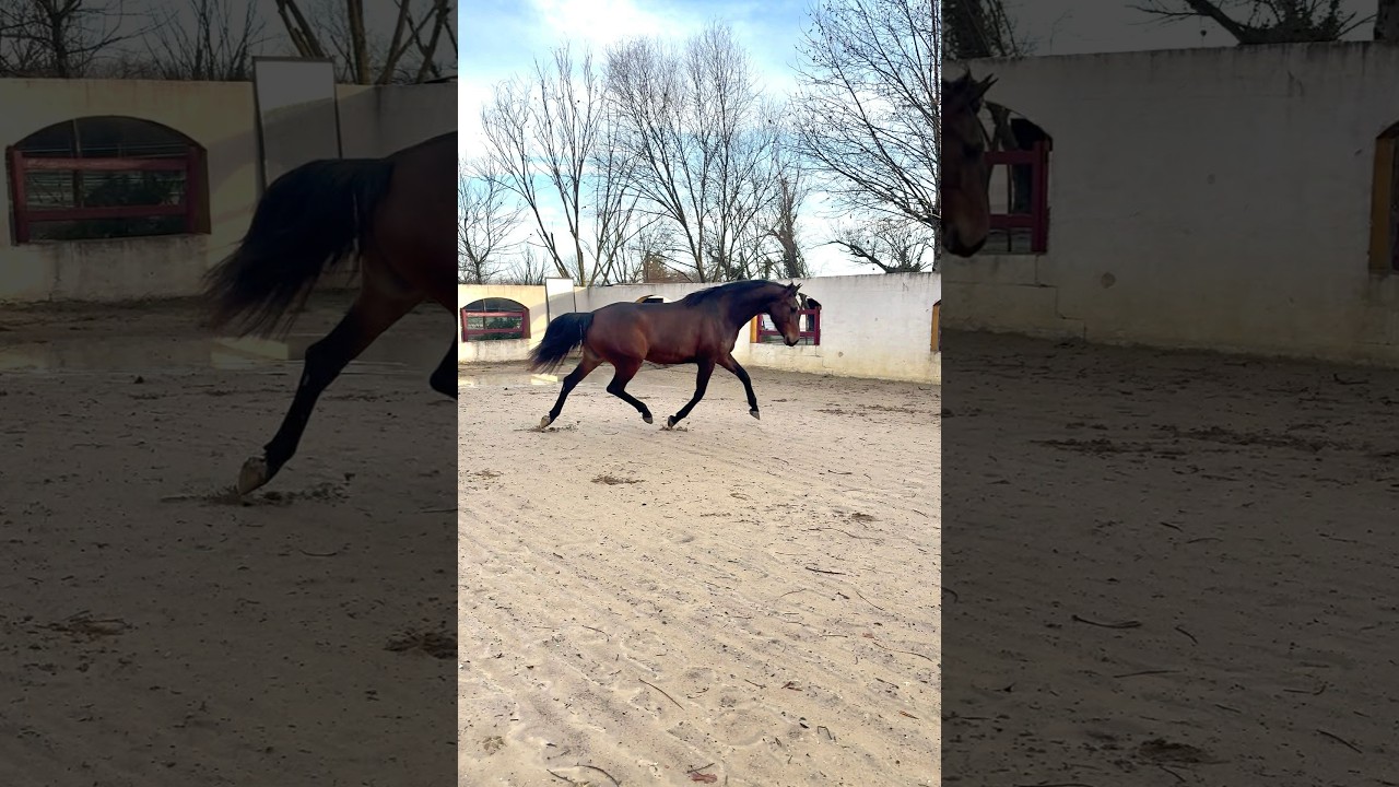 À vendre - Jument - 5 ans - Dressage 