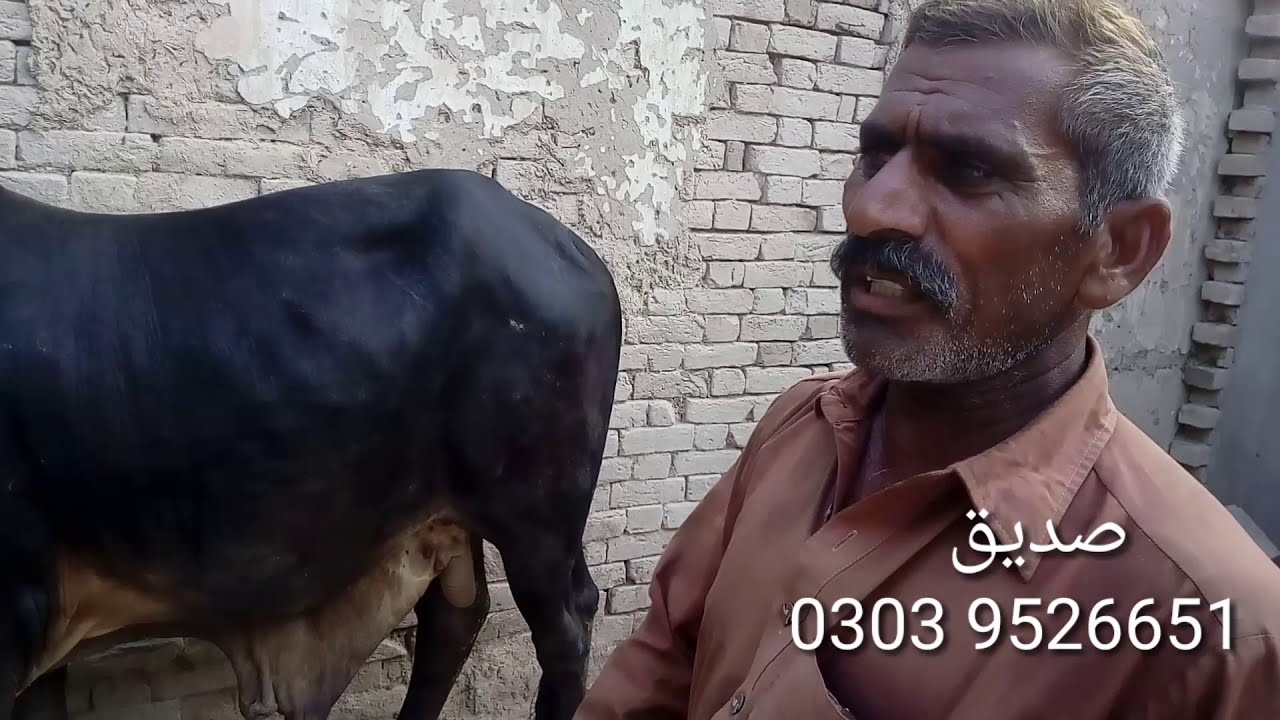 لڈن منڈی میں بچھڑوں کیلیئے تول والاکنڈا کیاہرآدمی لےکرآسکتاھےludan Mandi Pakistan/  callf farming