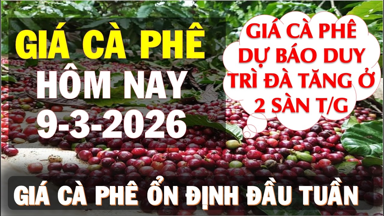 Giá cà phê hôm nay ngày 9/3/2026|Giá cà phê dự báo đà tăng có được duy trì?