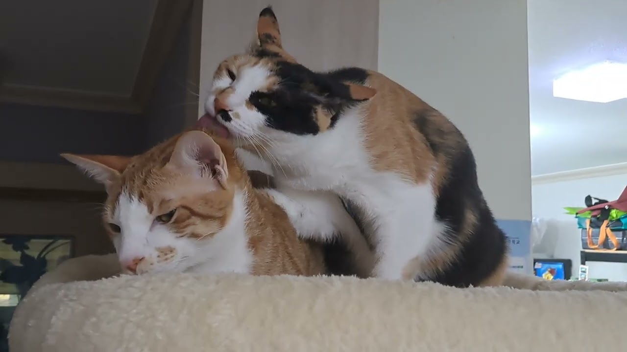 모찌언니에...치즈사랑은 백만배♡