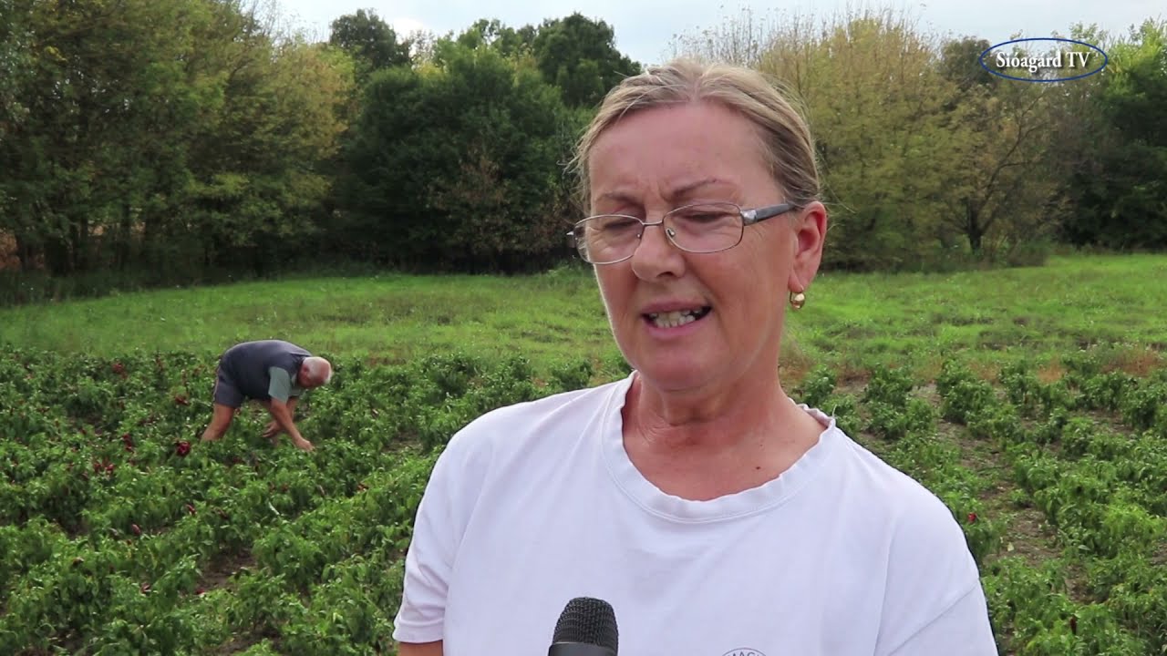 A fűszerpaprika magvetéstöl az őrleményig 2021