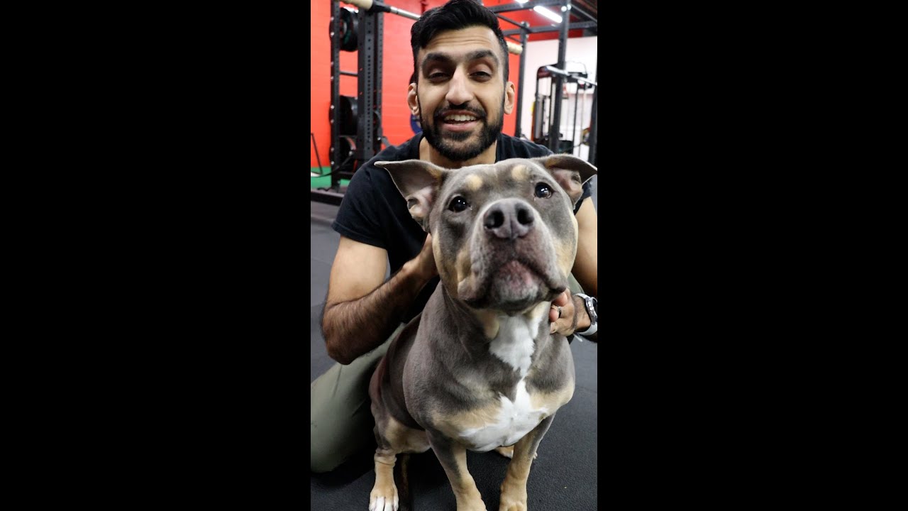 How To Make DOG FOOD