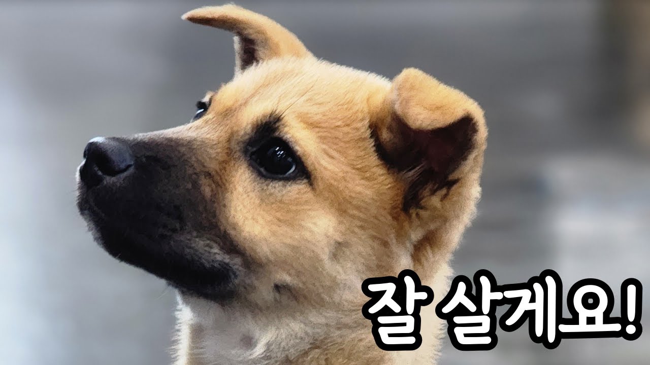 춘자 임시보호 종료합니다