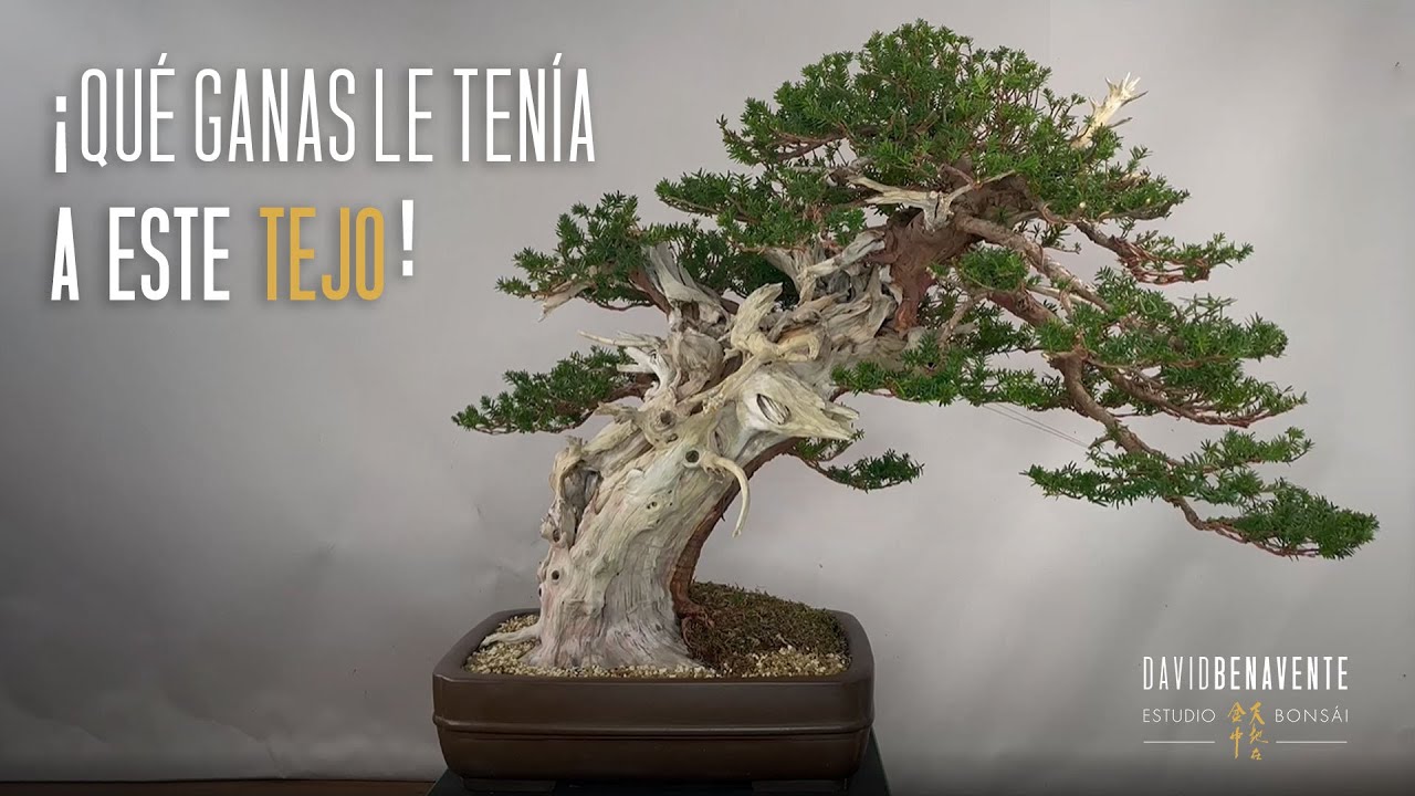 ¡Qué ganas le tenía a este Tejo [taxus cuspidata]