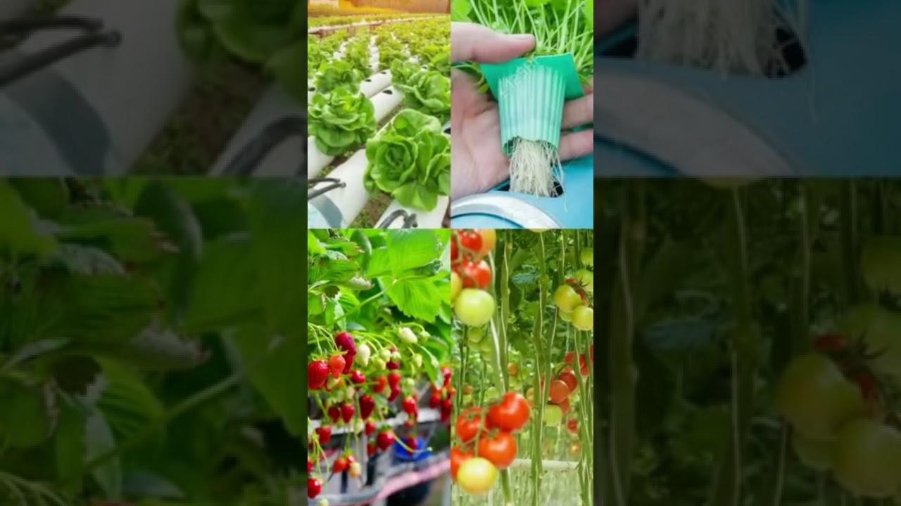 Los 5 pasos para realizar tu cultivo Hidrop&oacute;nico.