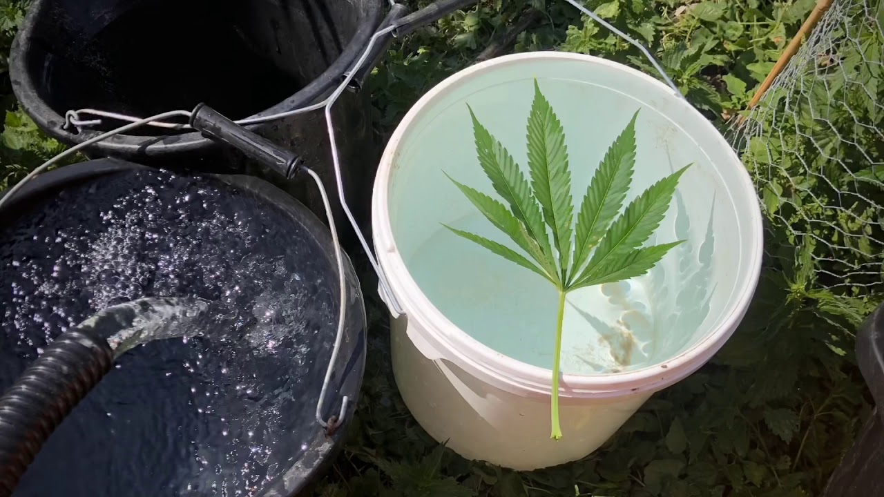 Outdoor Growing 2020 RealGorillaSeeds.com