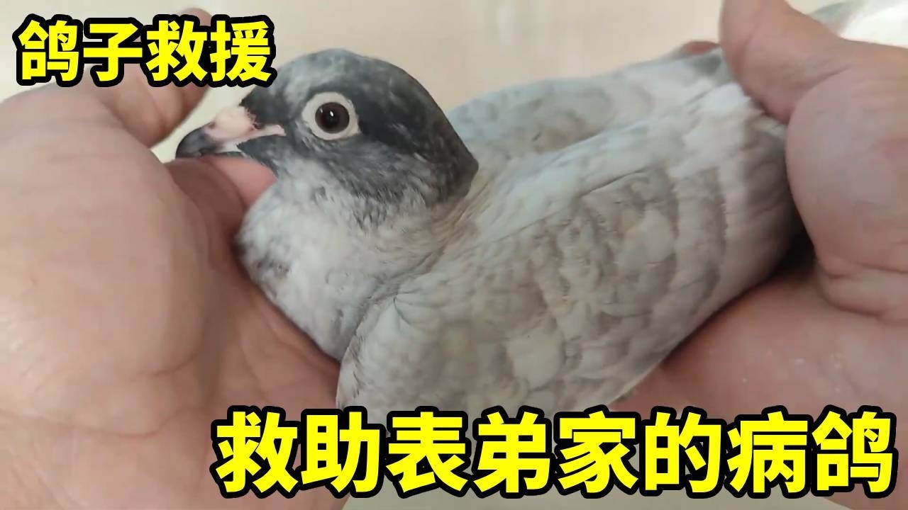 救助一只被主人抛弃的病鸽子，吃东西频繁甩头啄不到粮，希望能好起来！【俏鴿】
