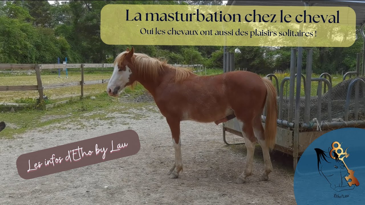 La masturbation chez le cheval