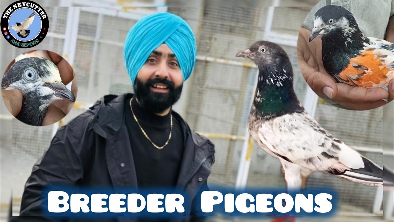 Ustad Sandy Ke Breeder Pigeons | Breeding Tips Ke Sath | Naslo Ki Pehchaan By Aamir 