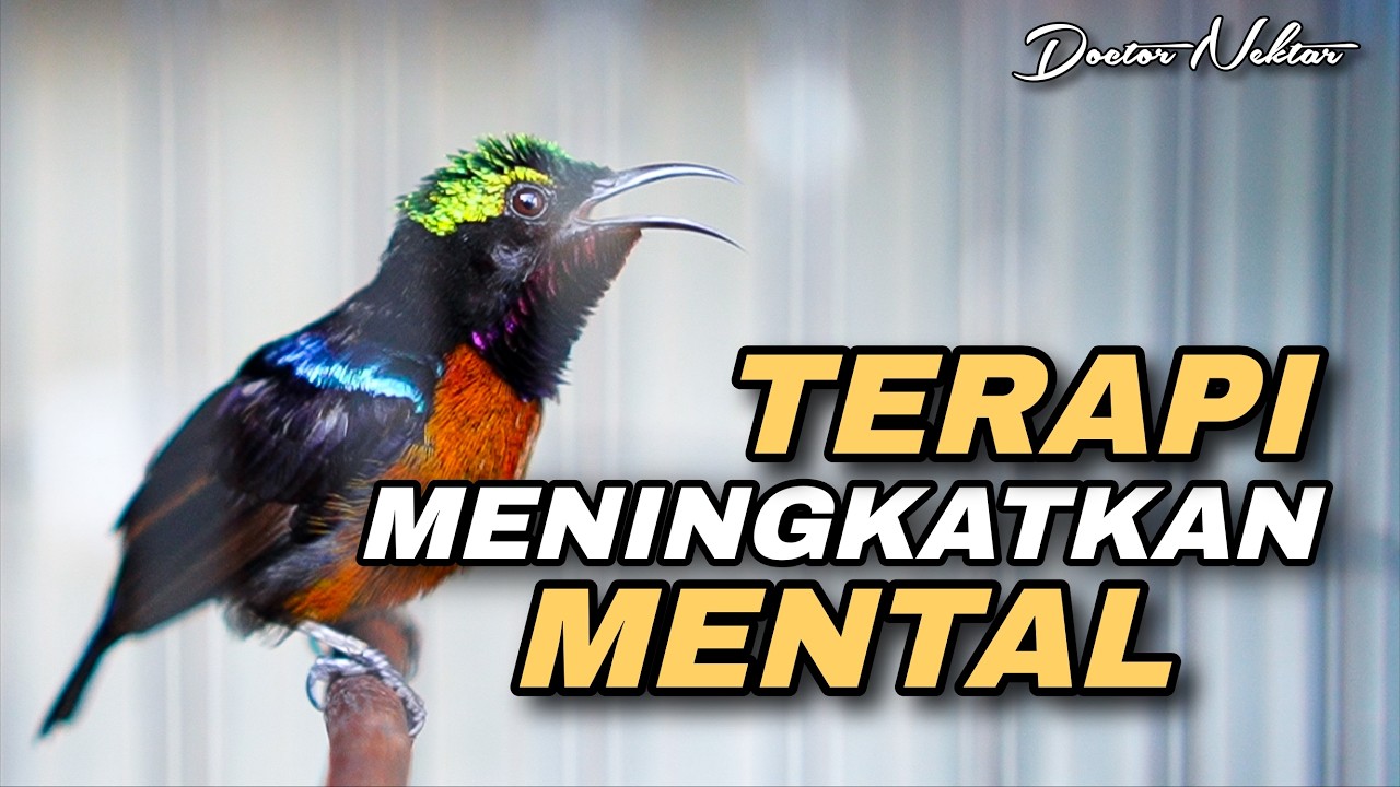 TERAPI KONIN GACOR FULL ISIAN MEWAH COCOK UNTUK MENAIKKAN EMOSI KOLIBRI NINJA BAHAN IJOAN - TROTOL