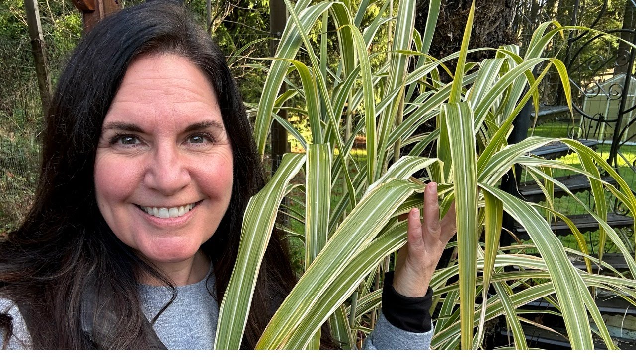 Grasses in January 2026 | Pond House Garden 