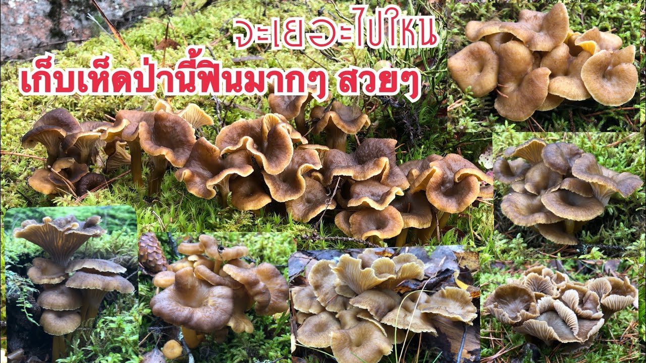 19/10/19🍄เก็บเห็ดดำป่านี้ฟินมาก ดอกสวยๆ จะเยอไปใหนเห็ด🍄Mushrooms🍄
