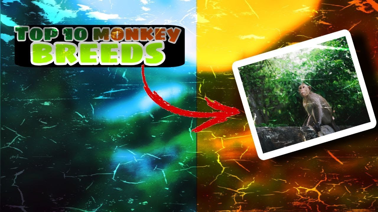 Top 10 Monkey Breeds  around the world
