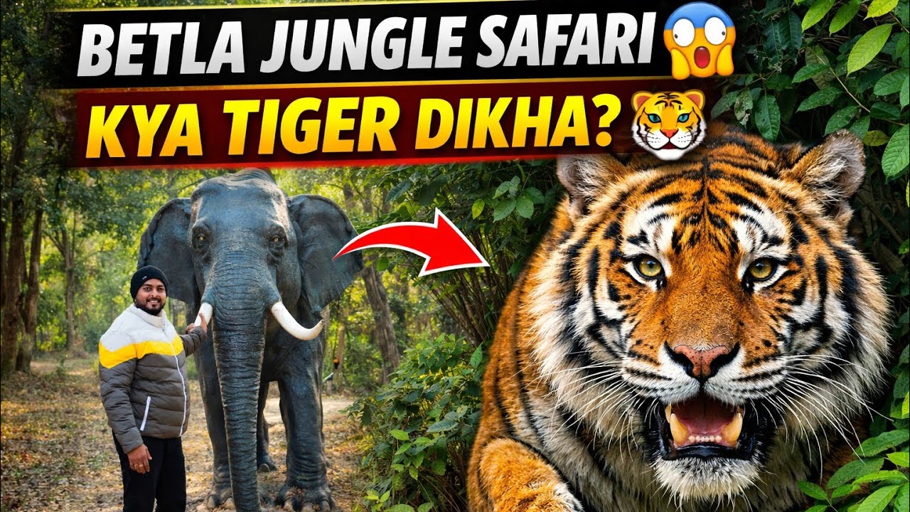 Ep -2 Betla National Park Safari | kya Hume Tiger Mila?? Full Jungle Vlog 