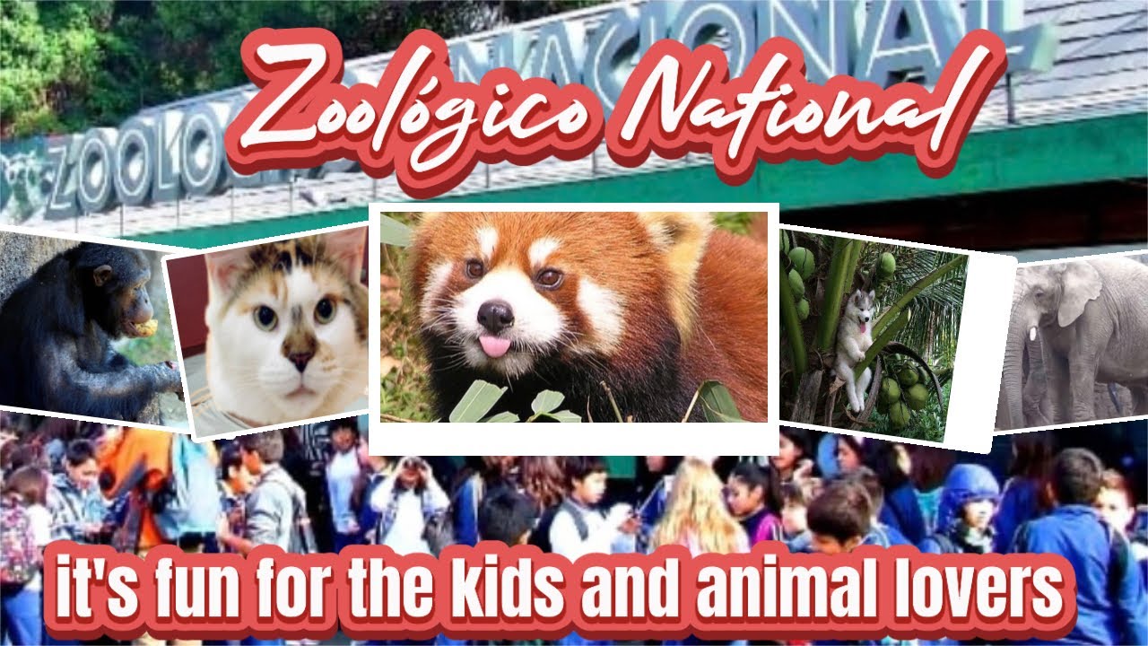 Zoológico National Chile 🇨🇱 zoo #zoology #zoológico #zoo