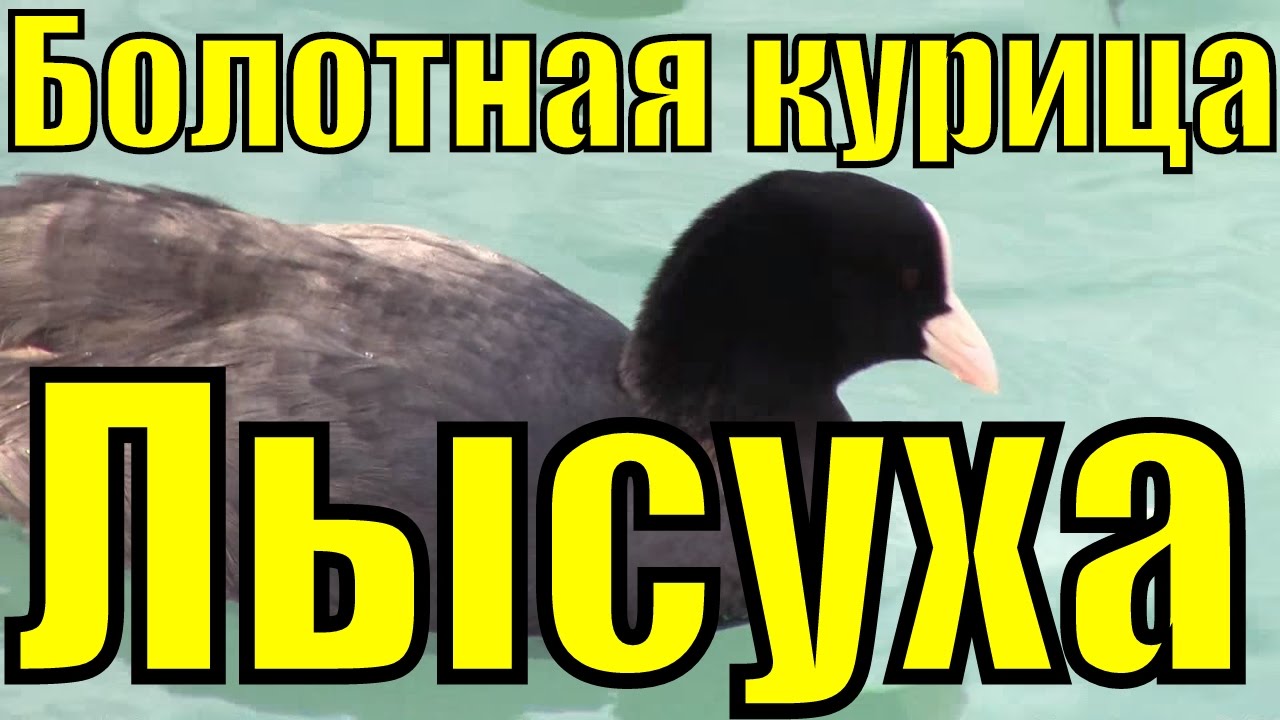 Утка Лысуха болотная курица Лыска чёрная царица птица Сочи