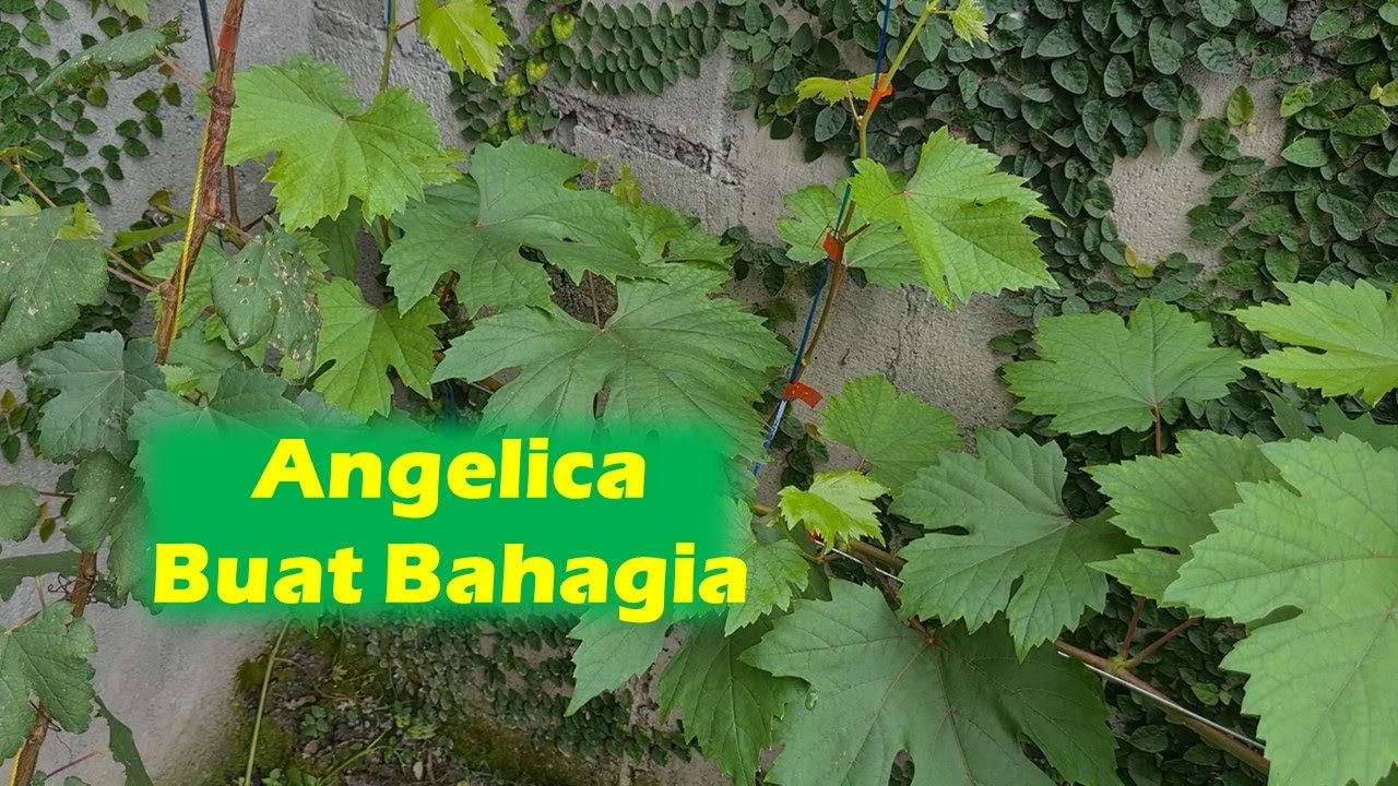anggur jenis angelica - Perkebangan 2 minggu kemudian