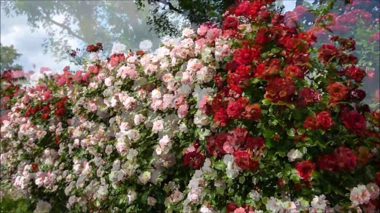 Il giardino delle rose