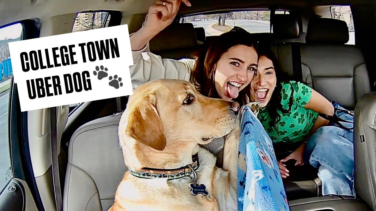 Uber Has Dog - College Kids Freak!
