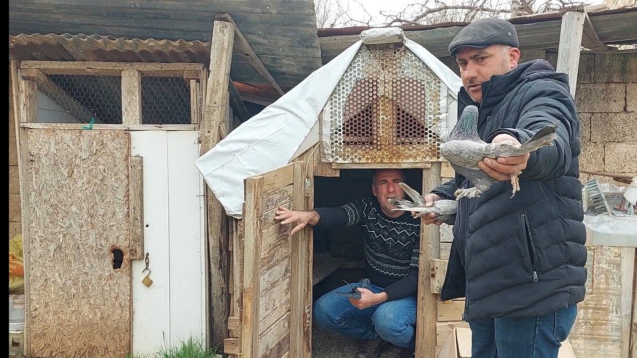 CANGiR AĞA Canlı Güvercin Mezatı Tuncay akgül Hazir uçar oynar damar kuşları Mardin Suriye sınırı