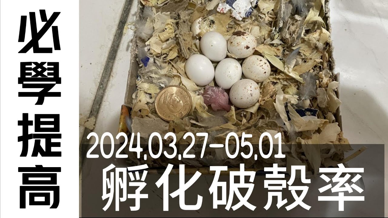 Pacific Parrotlets/太平洋鸚鵡  分享繁殖必學提高孵化破殼率