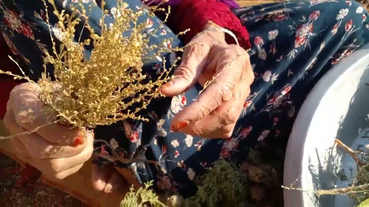 أعشابنا دواؤنا حكم وأسرار  التداوي بالأعشاب البرية01
