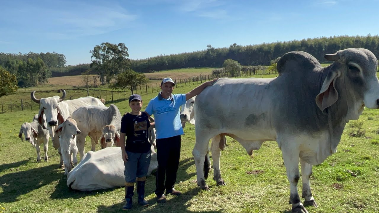 INCRÍVEL UM TOURO GIGANTE - VANDERLEI DE PAVERAMA