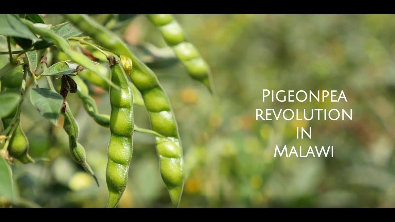 Pigeonpea revolution in Malawi
