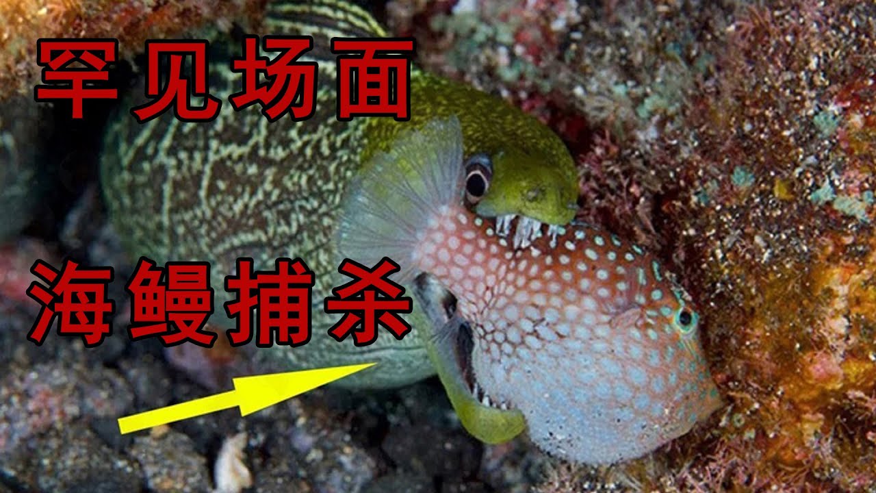 14個兇猛的海鰻捕食場面，劇毒河豚石頭魚，統統一口吞，完全不把劇毒當回事