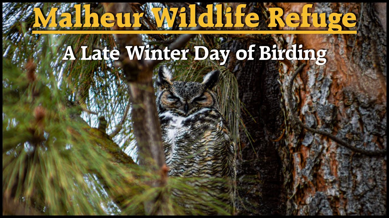 Malheur Wildlife Refuge: A Late Winter Day of Birding