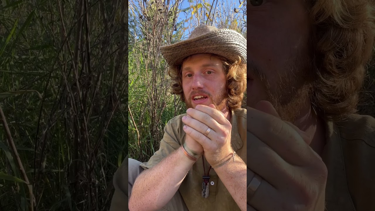 How to call doves to you #survival #primitiveskills #bushcraft #hunting #sagesmokesurvival