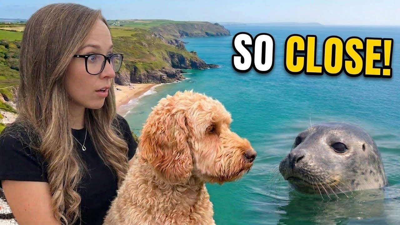 Наша самая неожиданная встреча с дикой природой в Пемброкшире | Vanlife UK