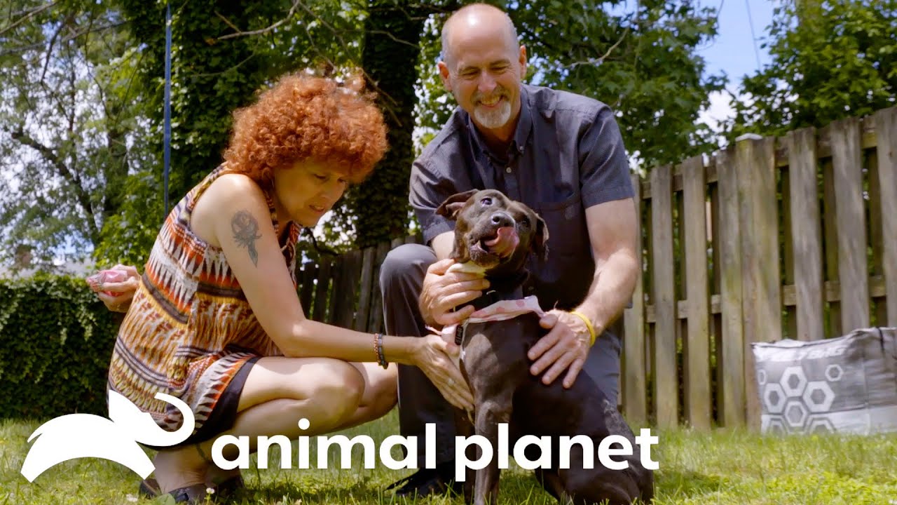 Top Adoption Moments | Pit Bulls & Parolees | Animal Planet