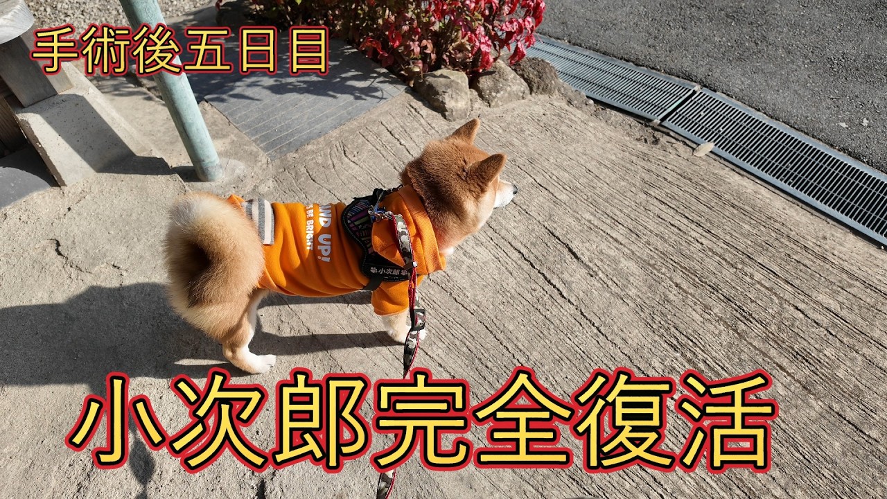 去勢手術終了