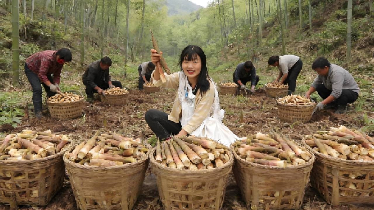 村里满山竹笋没人要，姑娘带着6户村民一起上山，一天掰了500斤拉进城卖！！【燕麦行游】