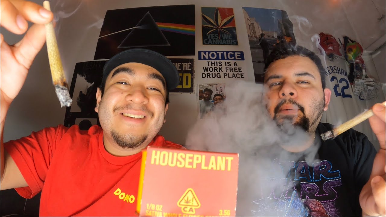 SETH ROGEN&rsquo;S HOUSEPLANT &ldquo;DIABLO WIND&rdquo; REVIEW & REACTION