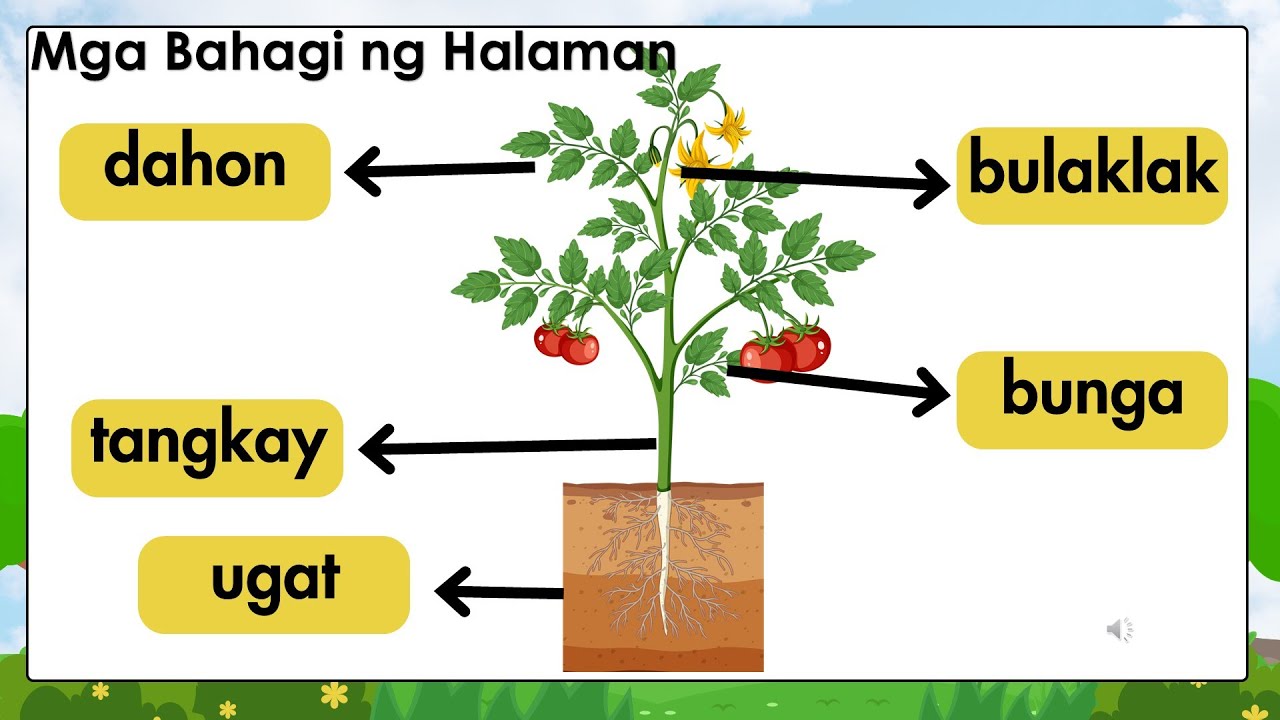MGA BAHAGI NG HALAMAN , LETRANG Hh