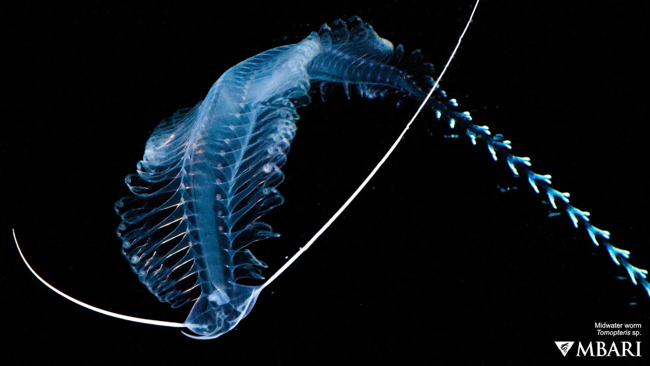 What is a Worm?