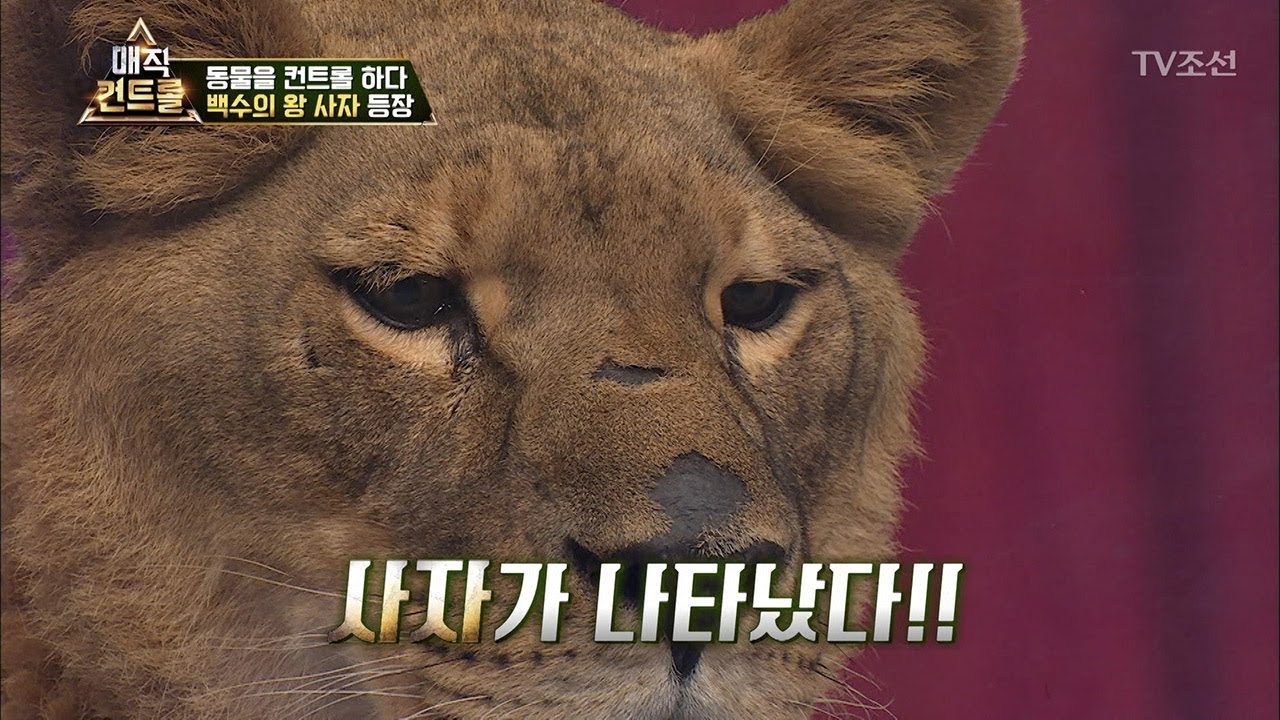 동물을 컨트롤?! 스튜디오에 사자가 나타났다!! [매직 컨트롤] 3회 20170917