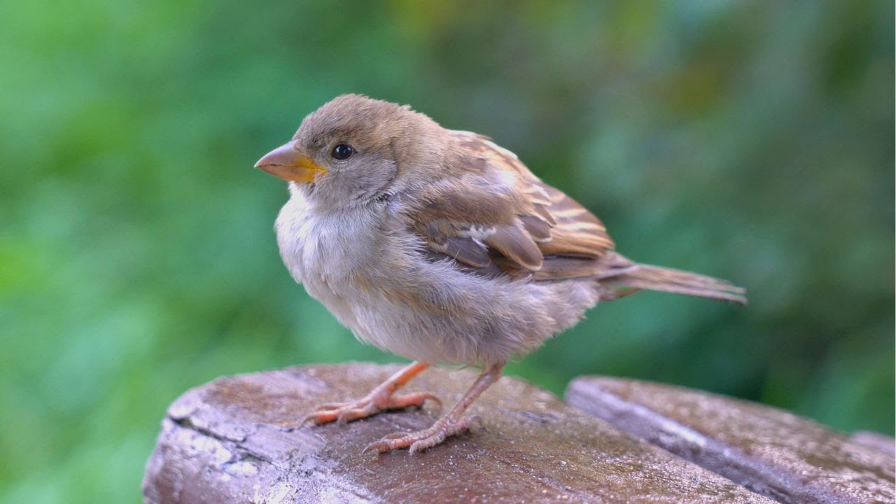 House Sparrow Close-ups on a Park Bench [4K]