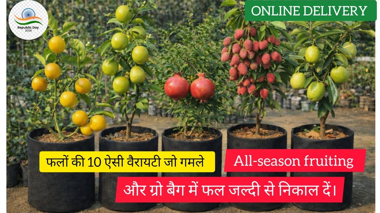 Best online fruit plant nursery in india || fruit plant nursery near me Lucknow || 26 January 2026