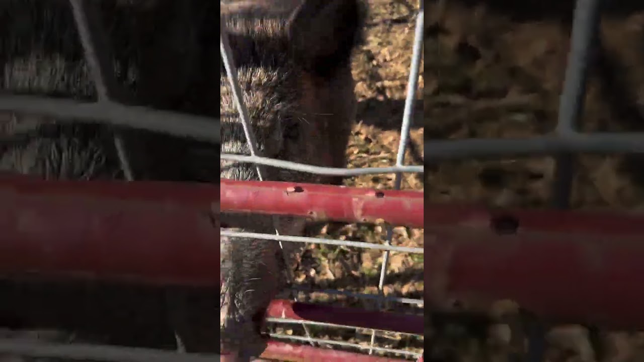 Pig load up!