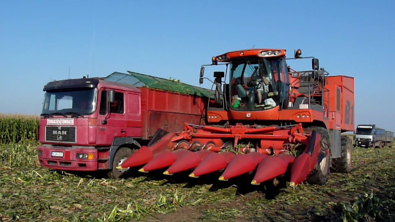 Csemegekukorica betakarítás 2015 (Sweet corn harvest)