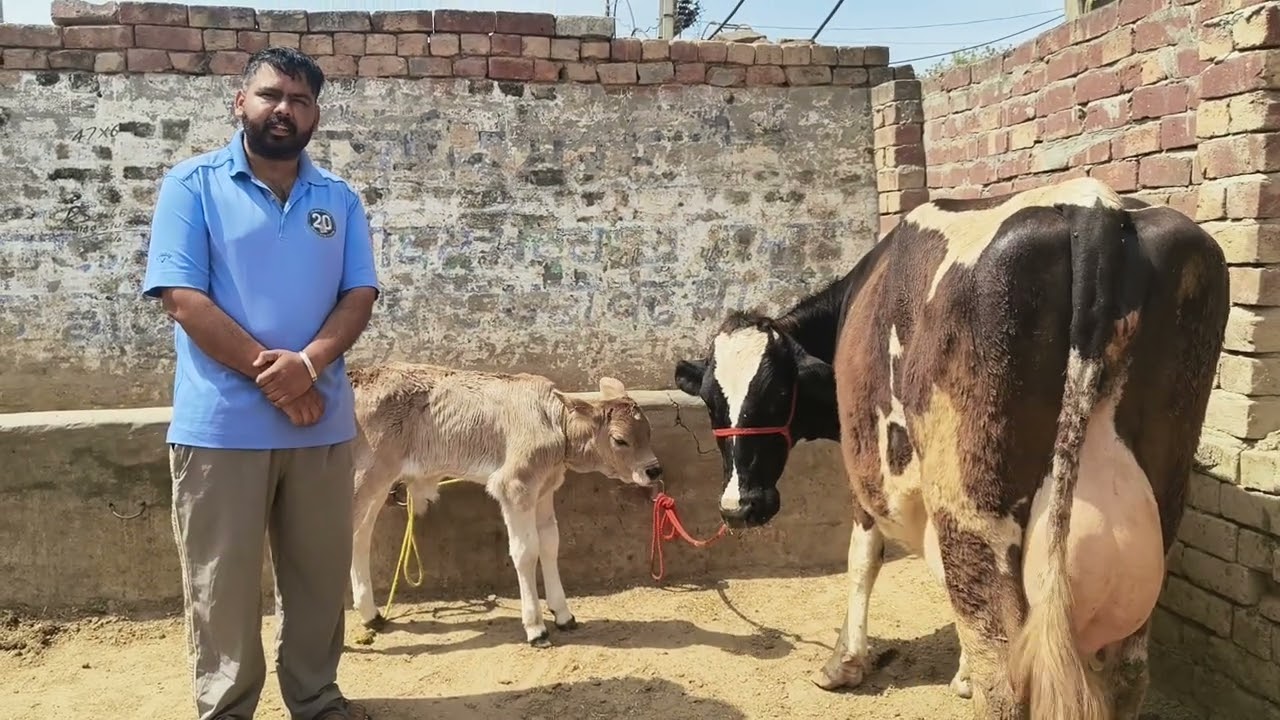 82649-42911, ਤਾਜੀ ਸੂਈ ਗਾਂ ਵਿਕਾਊ ਪਿੰਡ ਸੈਦੋਕੇ ਮੋਗਾ ਨਿਹਾਲ ਸਿੰਘ ਵਾਲਾ