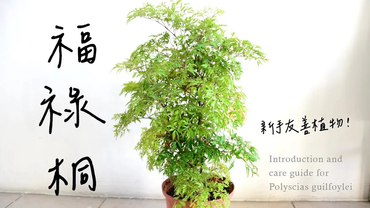 福祿桐，富貴福氣容易栽培，室內室外皆宜🌿Introduction and care guide for Polyscias guilfoylei #觀葉植物