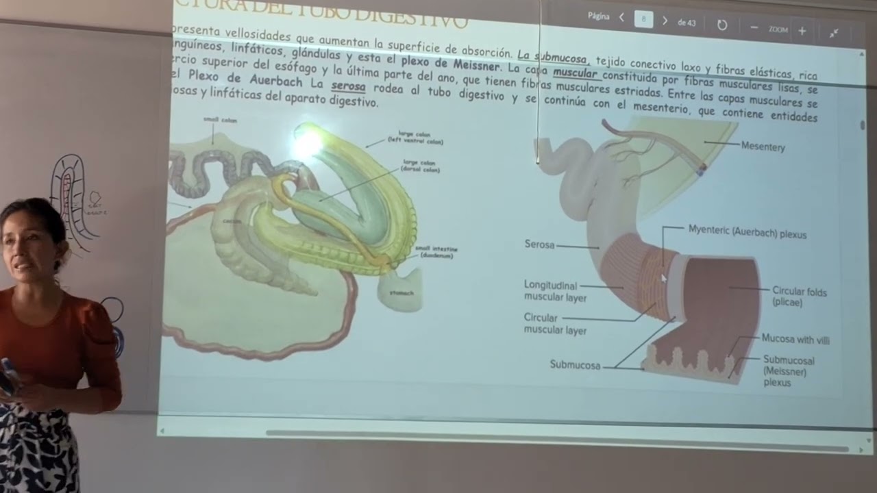 Digestivo1