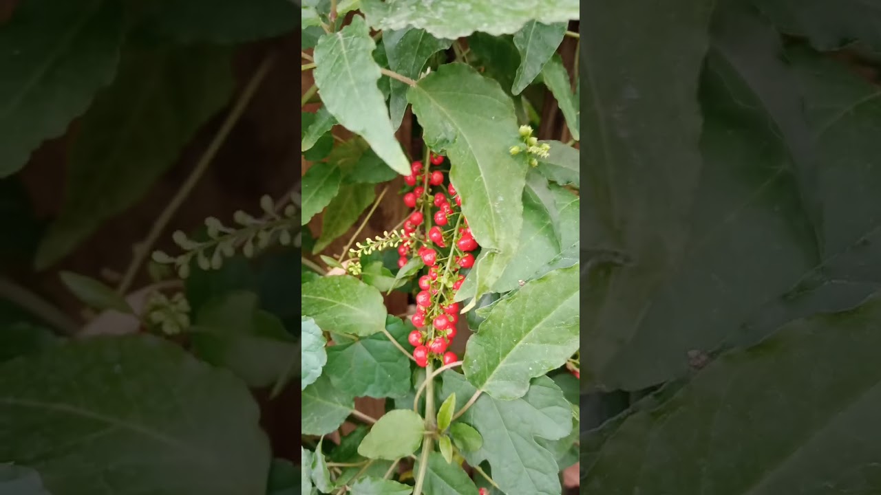 Bloodberry/Inkberry/Pigeonberry Caught on my Camera#shorts#plants #youtubeshorts #satisfying