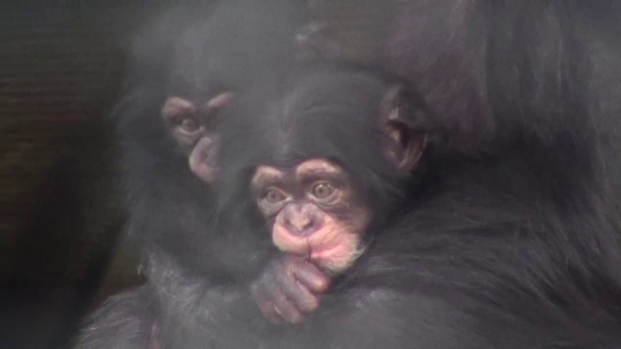 東山チンパンジー 双子の赤ちゃん 32  Chimpanzee twin baby