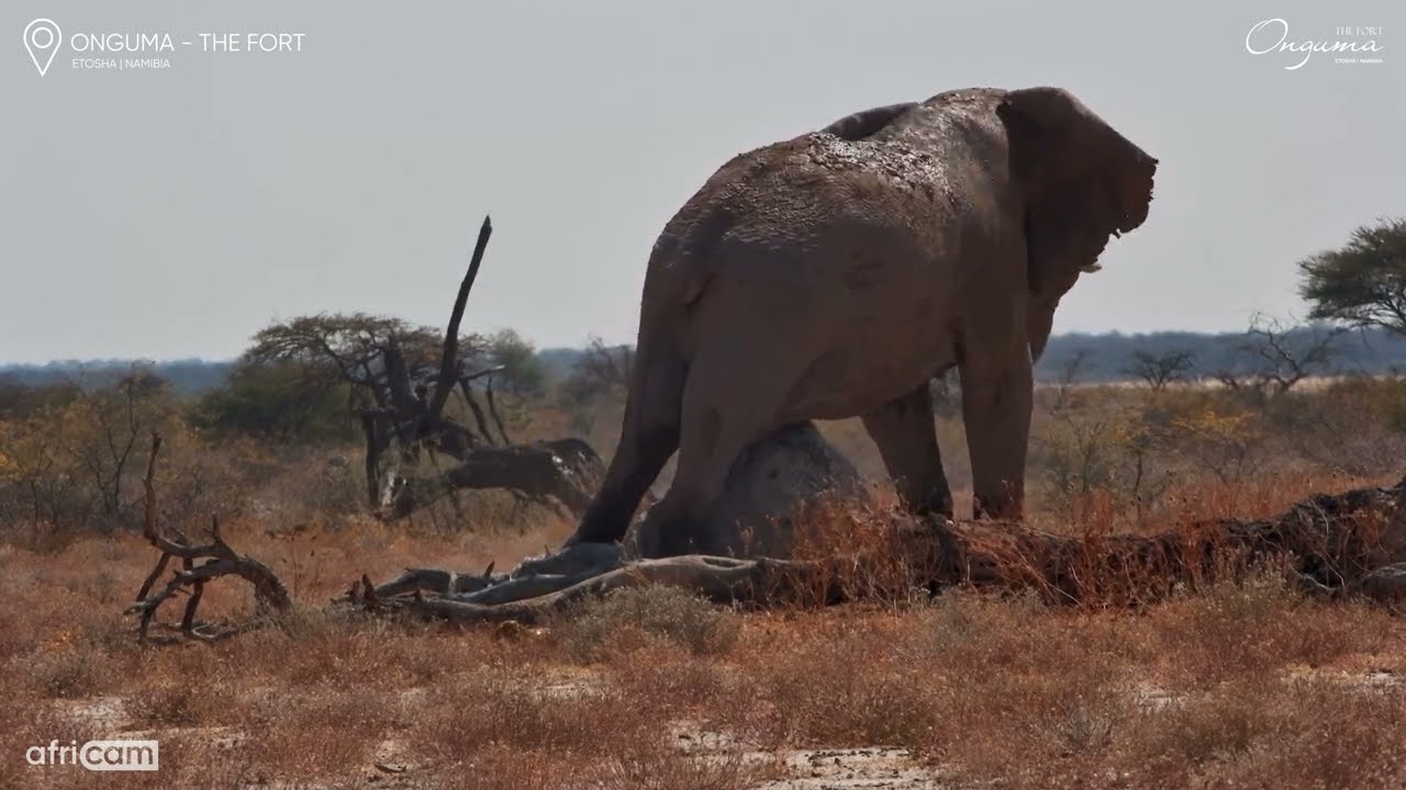 Mighty Bull Elephant's Satisfying Afternoon Routine