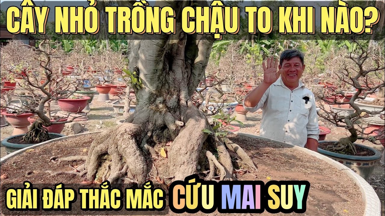 Lý do trồng chậu to ko xài kích rễ & giải đáp bình luận cứu mai suy cao thủ Út Đực trùm giảo Thủ Đức